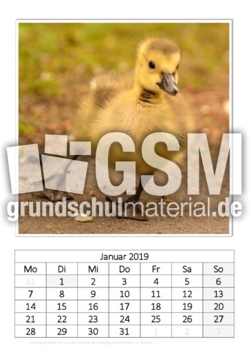 Januar_Kanadagänseküken.pdf